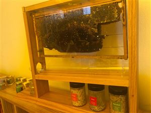 /Gallery/Events/ApprendreLApiculture/WhatsApp Image 2018-07-18 at 8.49.31 AM.jpeg